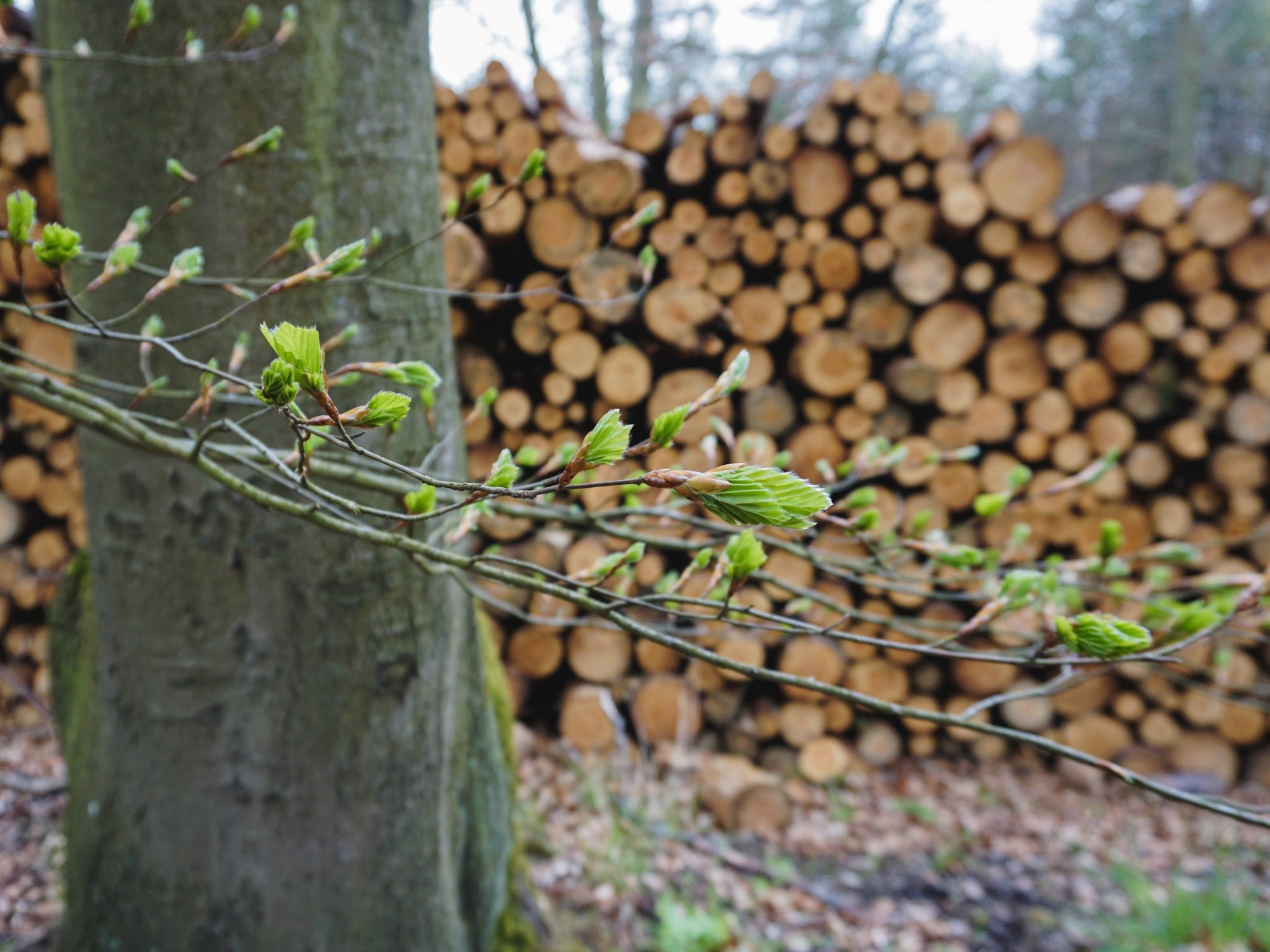 Nachhaltige Forstwirtschaft: Ein gefällter Baum markiert den Anfang für eine grünere Zukunft, denn für jeden Baum, den wir ernten, pflanzen wir einen neuen. Unsere Verpflichtung für Umweltschutz und Ressourcenerhaltung.