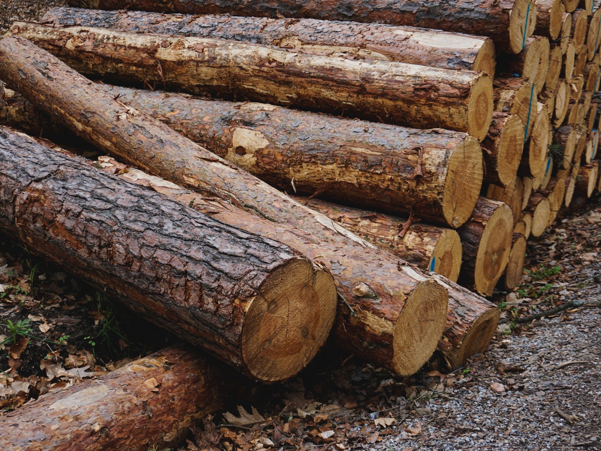 Der Vollholz Rohstoff - Holz: natürlich, nachhaltig und lokal
