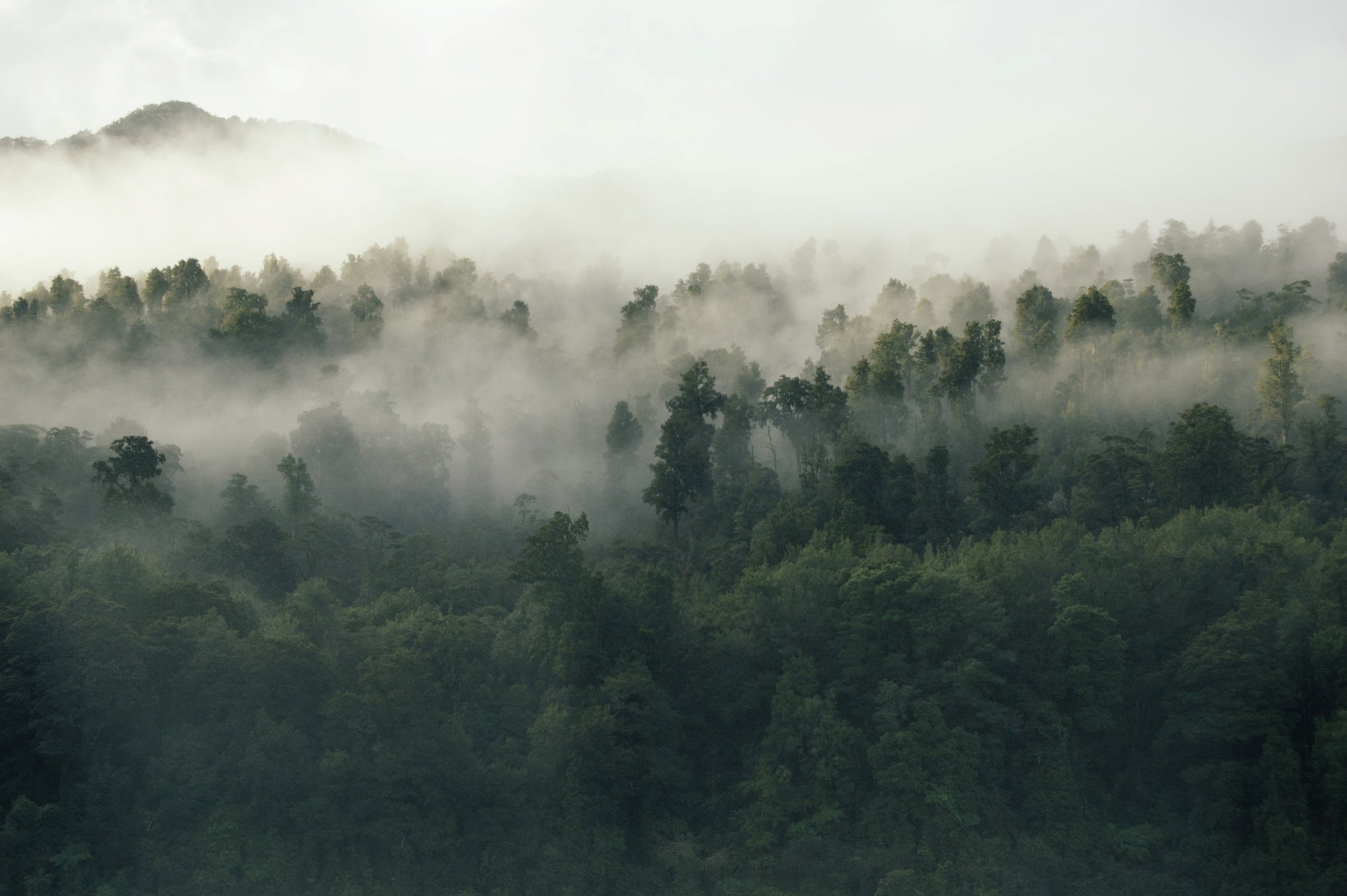 Die Vollholz Wertschöpfungskette ist klimaneutral - Wald mit aufsteigendem Nebel