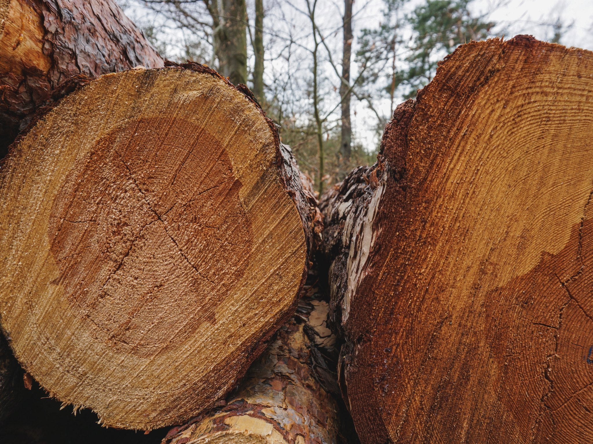 Nachhaltiger Rohstoff Holz - aus lokalen Wäldern und einer nachhaltigen Forstwirtschaft 
